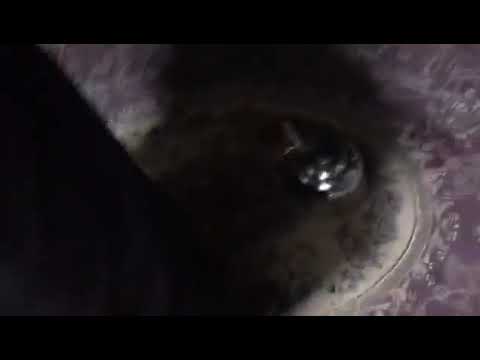 Taliban'dan feminist yapılanmalara izin yok!