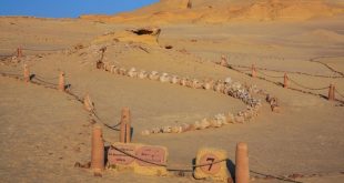 Mısır çöllerindeki 40 milyon yıllık balina fosilleri!