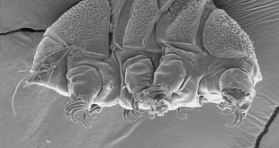 Dünyanın en dayanıklı canlısı su ayısının zayıf noktası keşfedildi