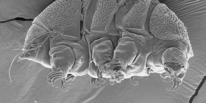 Dünyanın en dayanıklı canlısı su ayısının zayıf noktası keşfedildi