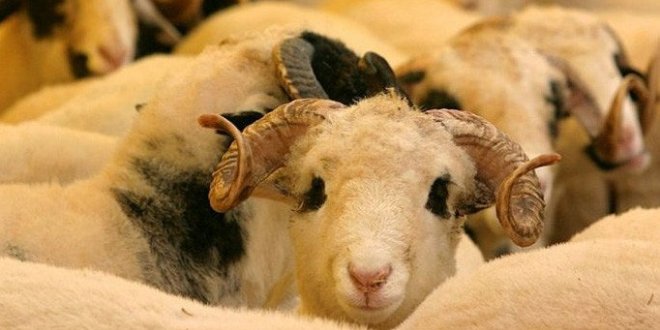 Ev halkı için tek bir kurban yeterli midir?