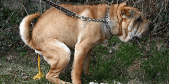 KÖPEK HANGİ AMAÇLA EVDE VEYA İŞYERİNDE TUTULABİLİR