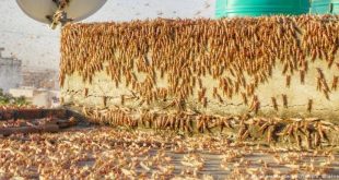 Rusya'da Çekirge İstilası