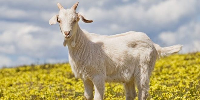 KURBAN VE TAKVA - Abdullah DAİ