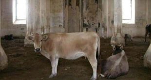 Ayasofya nutukları atan Ermeniler camiyi ahıra çevirmiş! Görüntüler ortaya çıktı