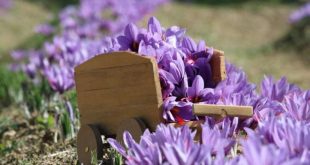 Cımbızla toplanıyor; araba fiyatına satılıyor