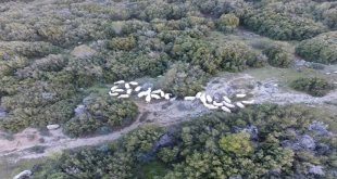 Çoban uyuyunca kaybolan 300 koyun bakın nasıl bulundu?