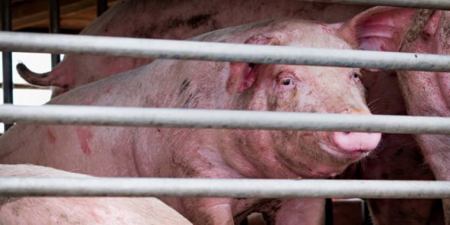 dso den pandemi olusturma riski olan yeni domuz gribi turuyle ilgili aciklama 01