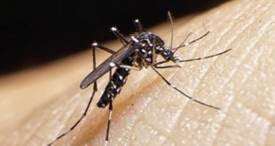 Endonezya'da Dang Humması Vakalarında Artış