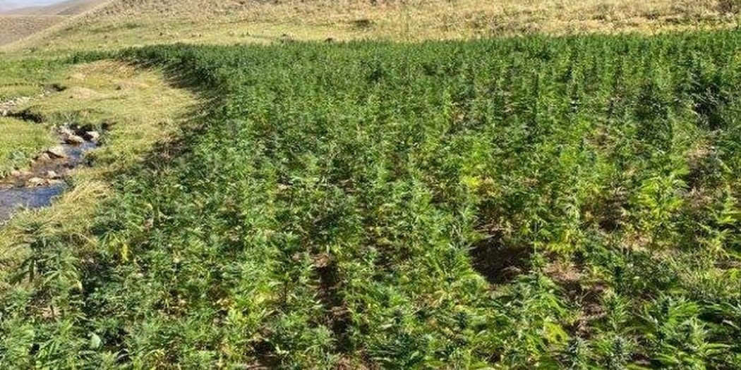 Van’da 1 milyon 560 bin 57 kök Hint keneviri ele geçirildi