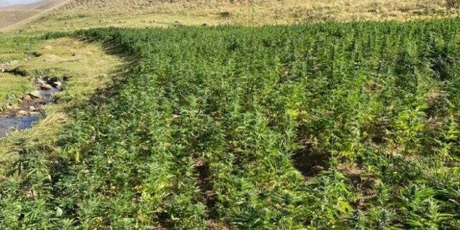 Van'da 1 milyon 560 bin 57 kök Hint keneviri ele geçirildi