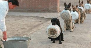 Köpekler yemeklerini yerken neden bir yerden başka bir yere taşır?