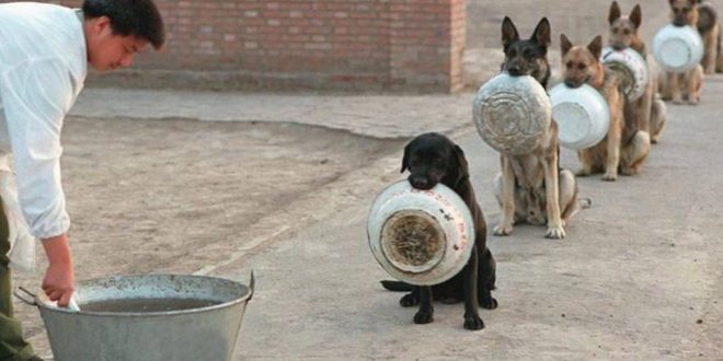 Köpekler yemeklerini yerken neden bir yerden başka bir yere taşır?