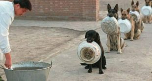 Köpekler yemeklerini yerken neden bir yerden başka bir yere taşır?