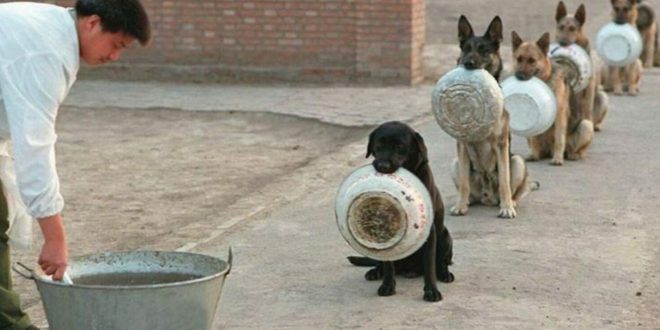 Köpekler yemeklerini yerken neden bir yerden başka bir yere taşır?