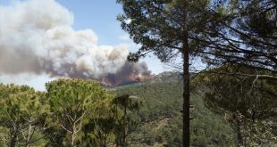 Aydın söke'de orman yangını kontrol altına alındı