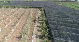 Bursa'da drone destekli uyuşturucu operasyonu