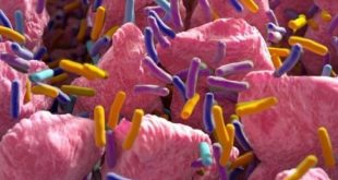 Güçlü bağışıklık için bağırsak sağlığını koruyan öneriler