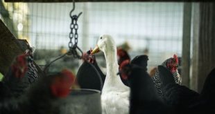 Fransa'da 'kuş gribi' ikinci kez görüldü!