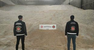 Hatay polisi 5 bin ton genetiği değiştirilmiş pirince el koydu