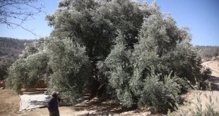 Filistinlilere zülüm devam ediyor!