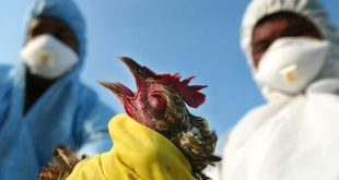 Cezair'de kuş gribi vakası ülkeyi alarma geçirdi!