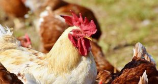 Japonya'da kuş gribi yayılmaya devam ediyor!