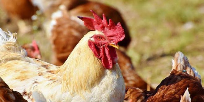 Japonya'da kuş gribi yayılmaya devam ediyor!