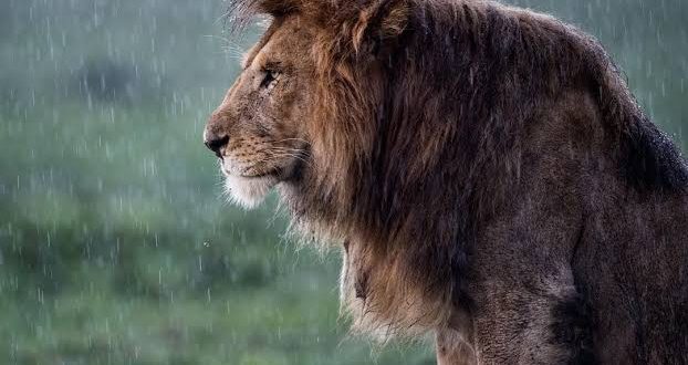 Hayvanat bahçesindeki aslanların koronavirüs testleri pozitif çıktı!
