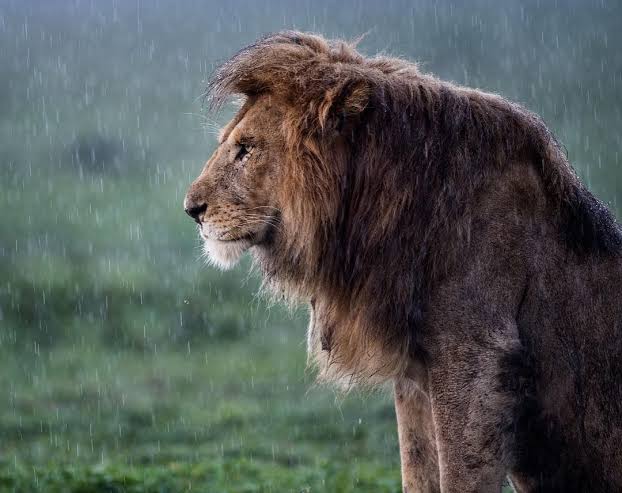 hayvanat bahcesindeki aslanlarin koronavirus testleri pozitif cikti 01