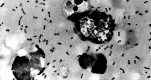 ABD'de Kara ölüm için yeniden alarm verildi