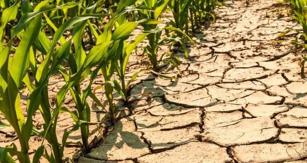 Kuraklık kapıda; Bazı gıdaları unutabiliriz