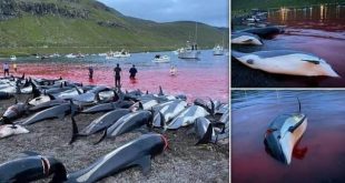 Festival adı altında katliam yaptılar!