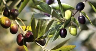 Düşük bağışıklığa karşı zeytin yaprağı çayının faydaları