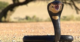 Eşini öldürmek için kobra kiraladı, müebbet cezası aldı!