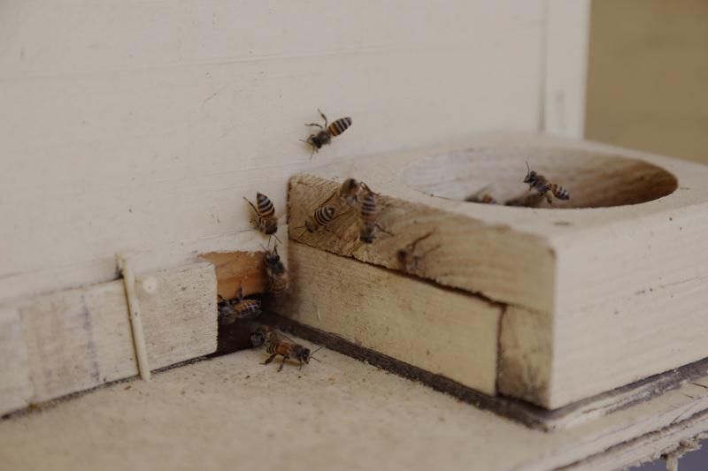 Yemen'de iç savaş arıcılığı vurdu! Yemen'de iç savaş arıcılığı vurdu!