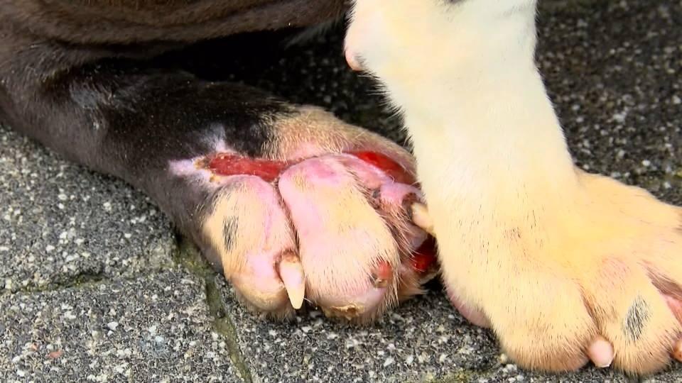 Yasaklı ırk kaydının son gününde barınaklar pitbull doldu