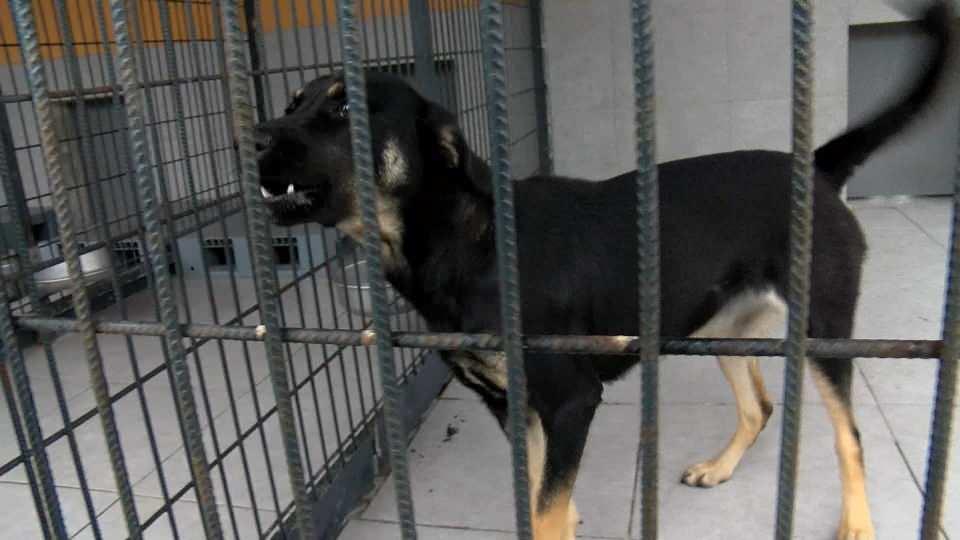 Yasaklı ırk kaydının son gününde barınaklar pitbull doldu