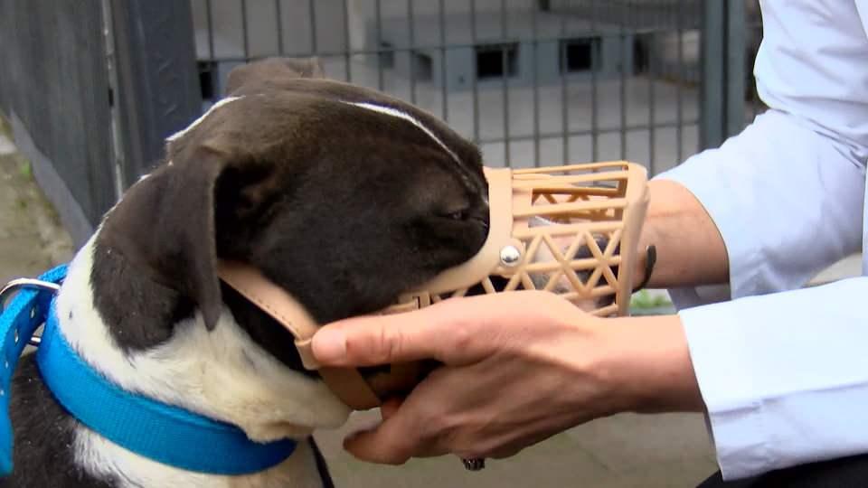 Yasaklı ırk kaydının son gününde barınaklar pitbull doldu