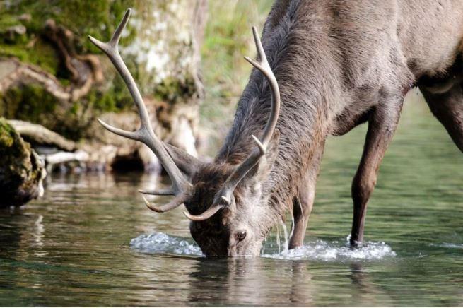 ABD'de koronavirus atık sulardan geyiklere geçti!
