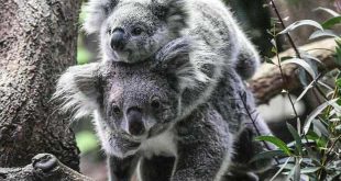 Avustralya, koala neslini korumak için 35 milyon dolar harcayacak