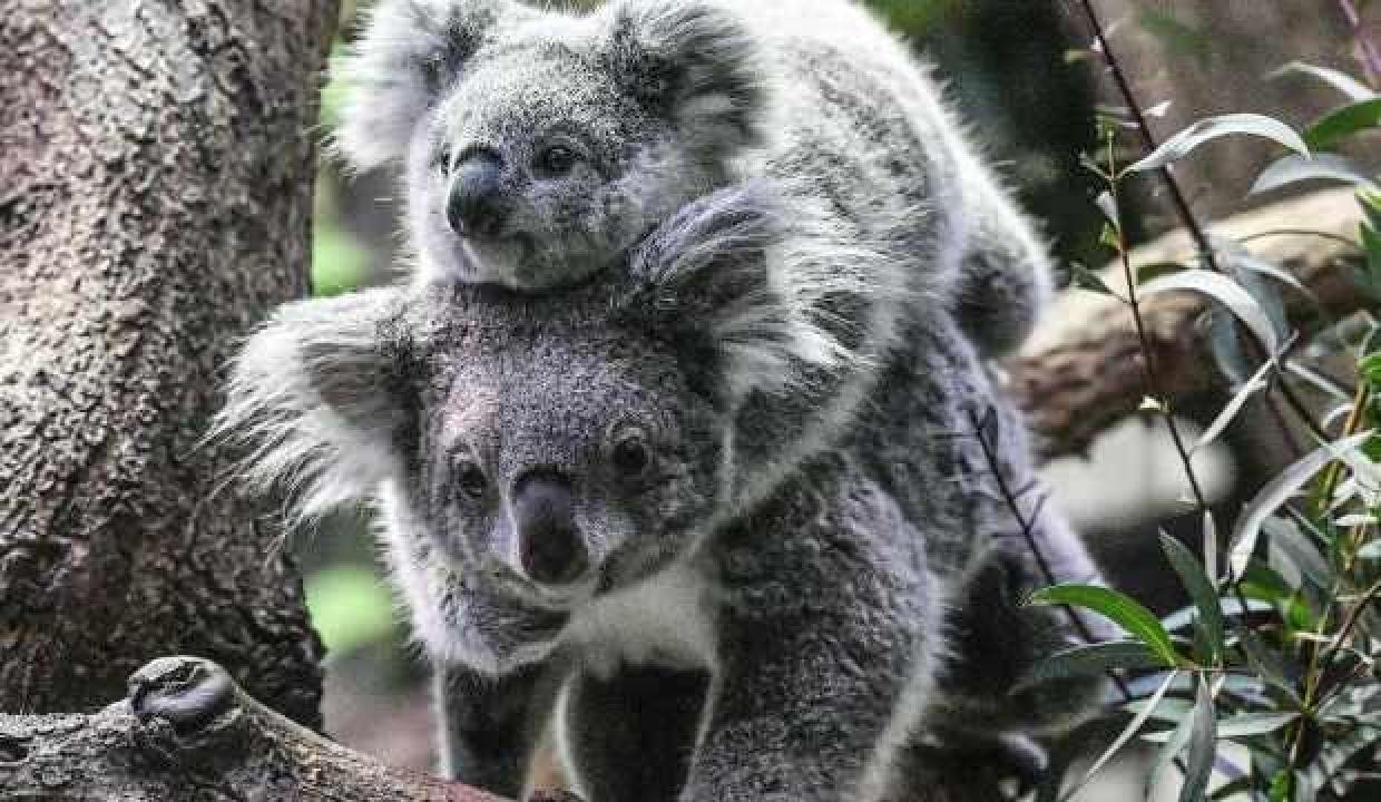 avustralya koalalari korumak icin 35 milyon dolar harcayacak 1643480899 8957