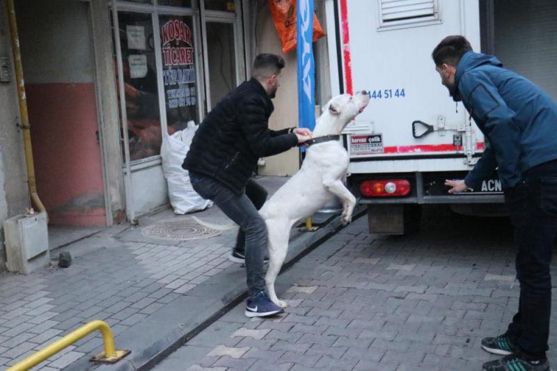 Kavga ettikleri şahsın üzerine pitbull saldılar: 3 yaralı