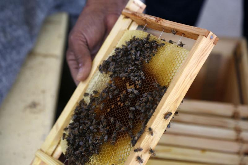 Yemen'de iç savaş arıcılığı vurdu! Yemen'de iç savaş arıcılığı vurdu!