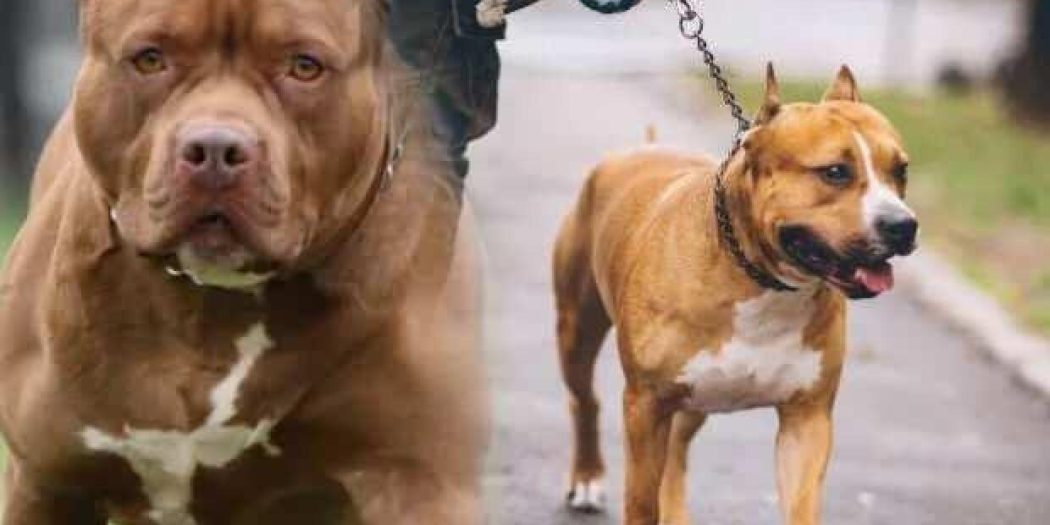 Tehlikeli köpek ırkı sahipleri için son gün 14 Ocak!