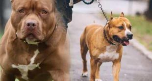 Tehlikeli köpek ırkı sahipleri için son gün 14 Ocak!