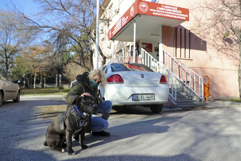 Yasaklı ırk kaydının son gününde barınaklar pitbull doldu