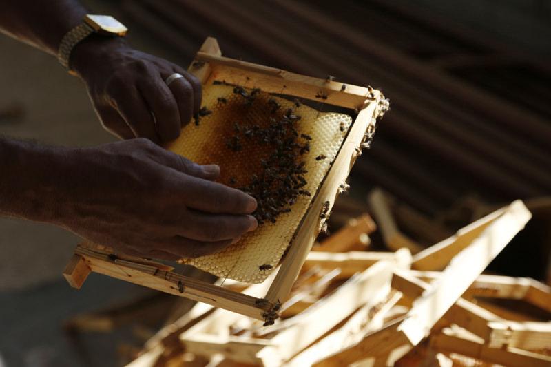 Yemen'de iç savaş arıcılığı vurdu! Yemen'de iç savaş arıcılığı vurdu!