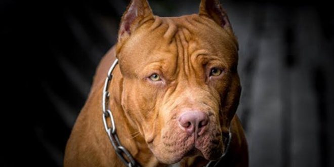 Yasaklı köpek ırkların kayıt altına alınması için verilen süre yarın bitiyor!