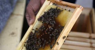 Yemen'de iç savaş arıcılığı vurdu!